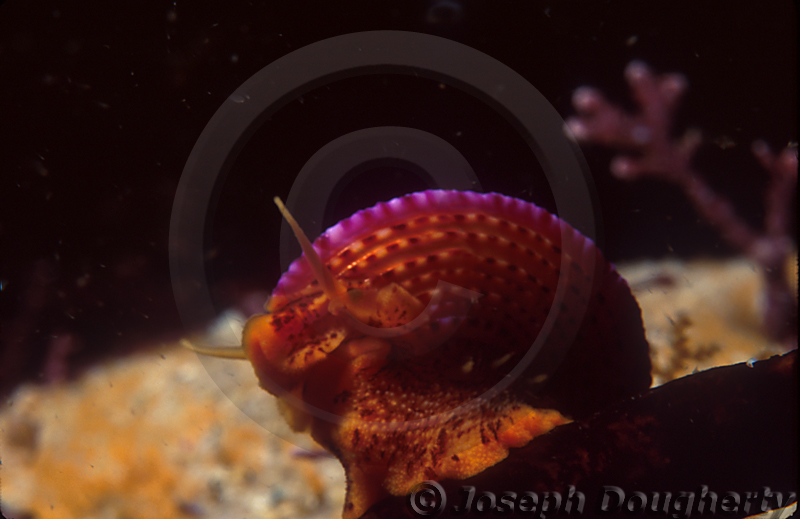 Calliostoma annulatum Calliostoma annulatum