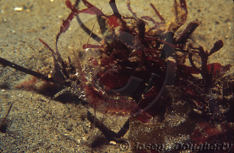 Pandalus danae Pandalus danae