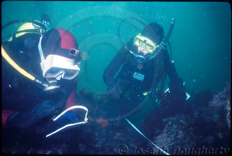UC Berkeley Scientific Diving Program: underwater researchers collect creel data at North Monastery Beach, Carmel
