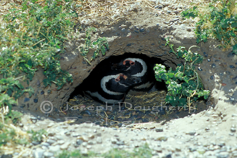 Spheniscus magellanicus Spheniscus magellanicus