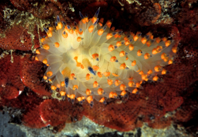 Janolus barbarensis Janolus barbarensis