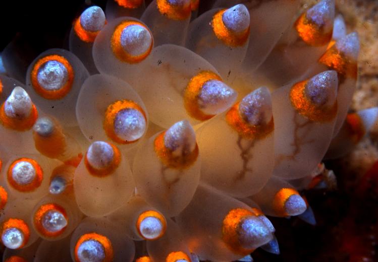 Janolus barbarensis Janolus barbarensis