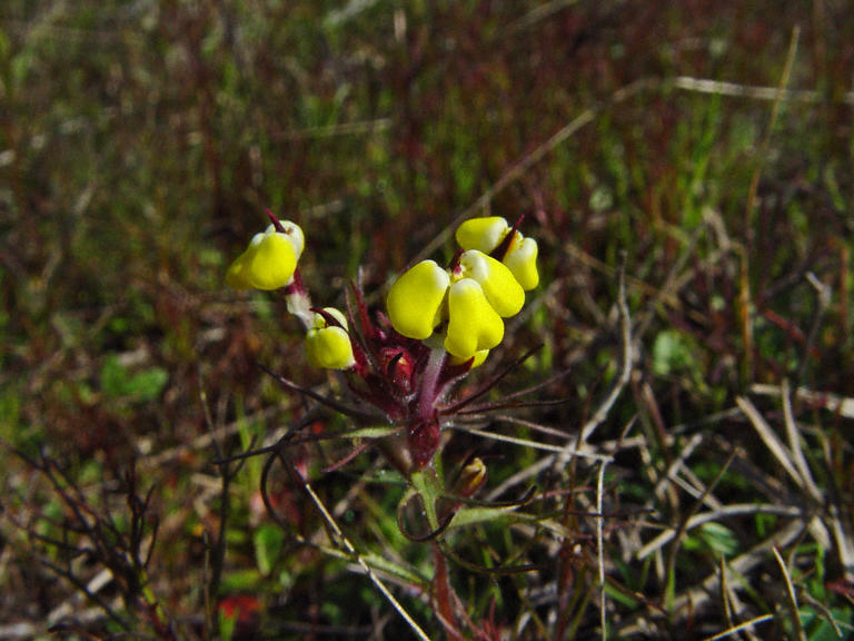 Triphysaria eriantha ssp. eriantha