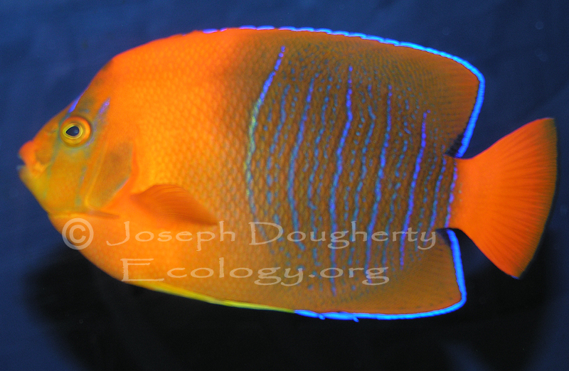 Holacanthus clarionensis Holacanthus clarionensis