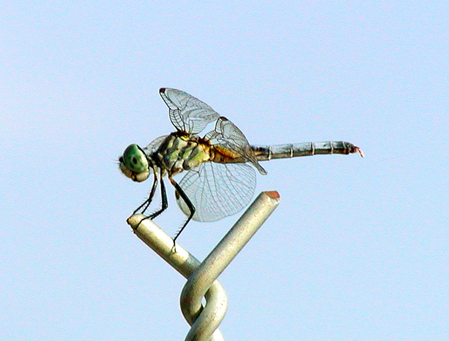 Pachydiplax longipennis Pachydiplax longipennis