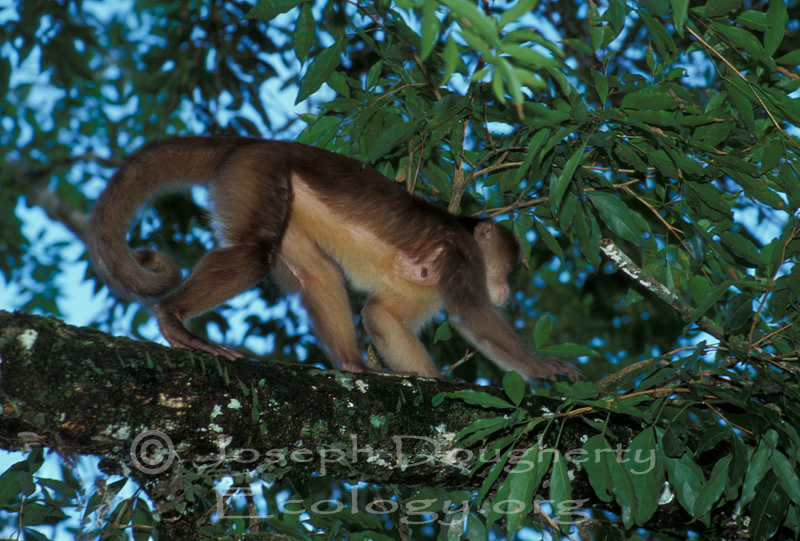 Cebus yuracus Cebus yuracus