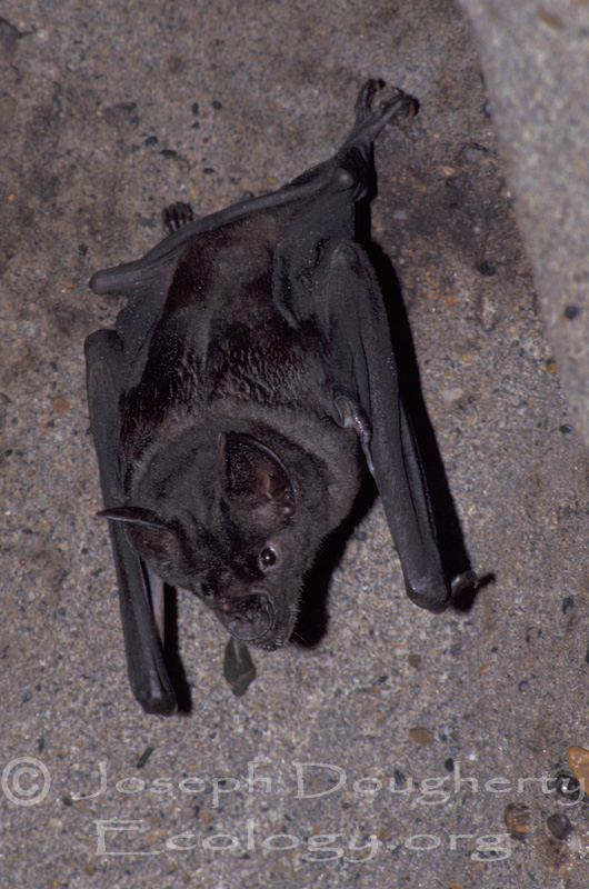Chrotopterus auritus Chrotopterus auritus