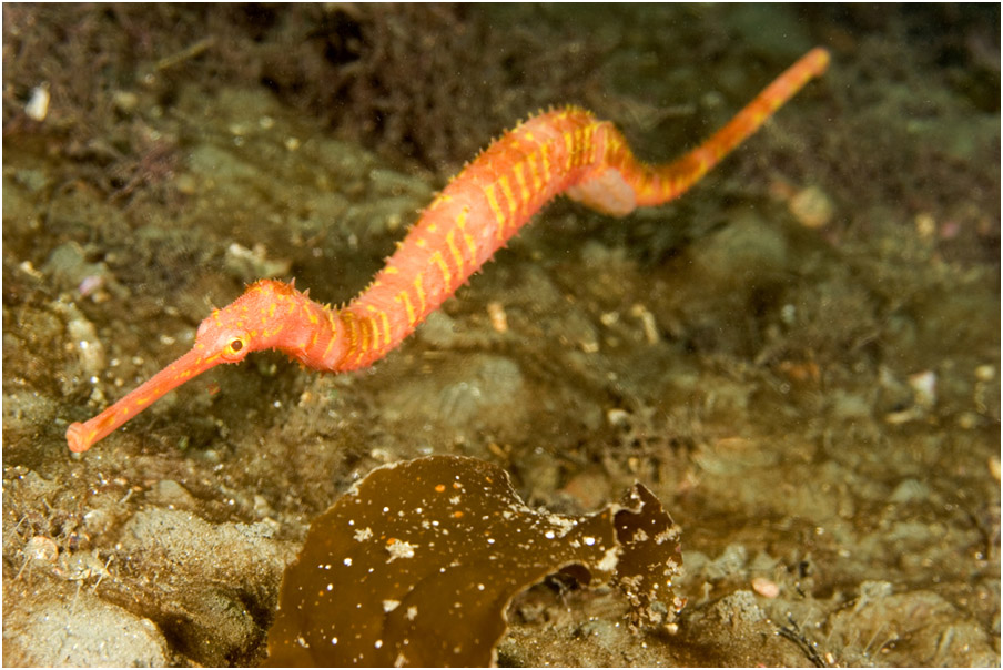 Solegnathus spinosissimus Solegnathus spinosissimus