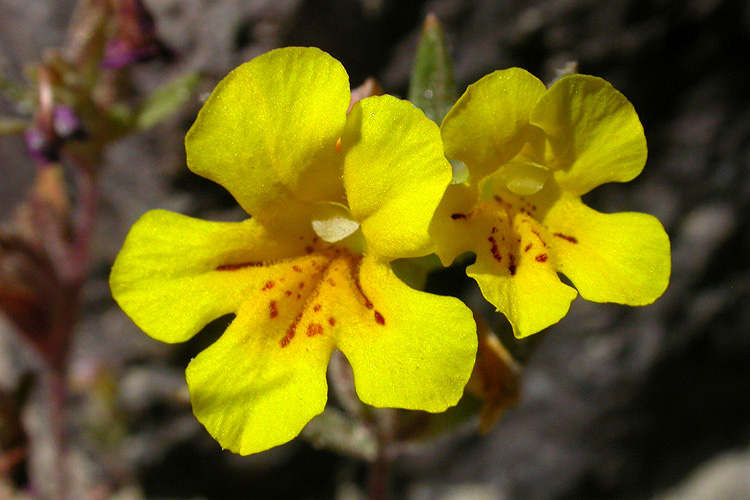 Diplacus mephiticus Diplacus mephiticus