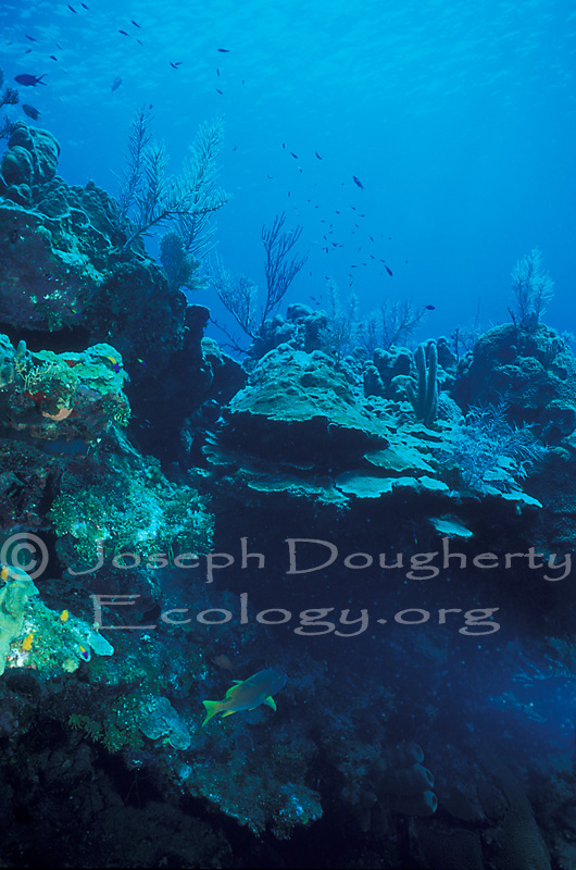 Diving on the Mayan Barrier Reef, off the north coast of Roatan.