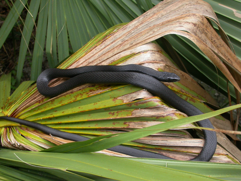 Coluber constrictor priapus