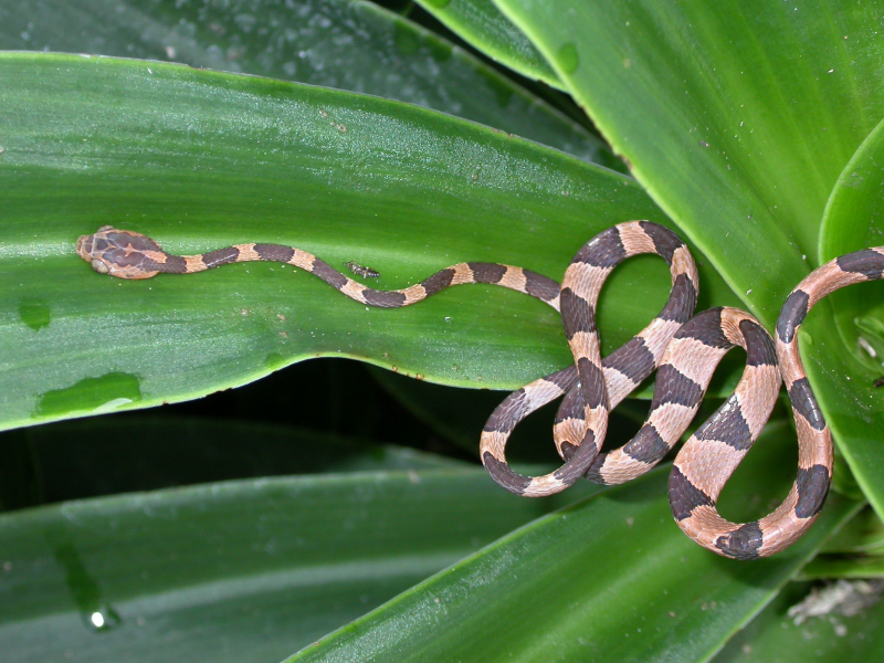 Imantodes cenchoa Imantodes cenchoa