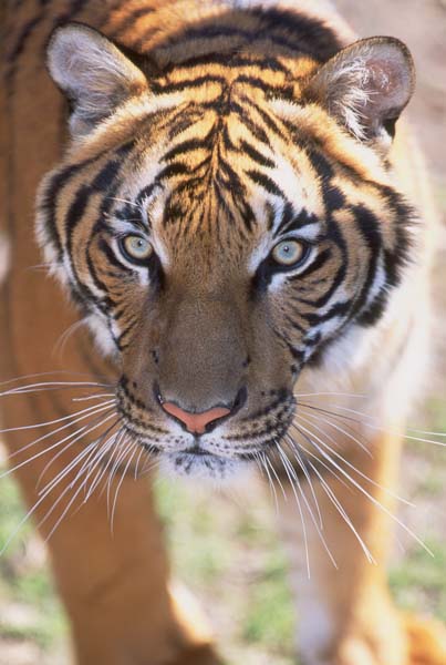 Panthera tigris corbetti Panthera tigris corbetti