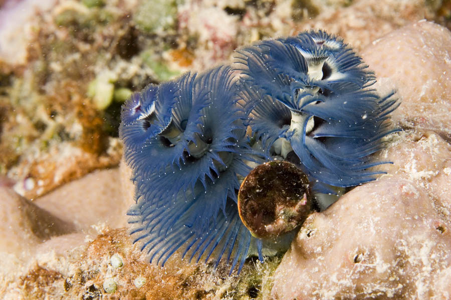 Spirobranchus giganteus Spirobranchus giganteus