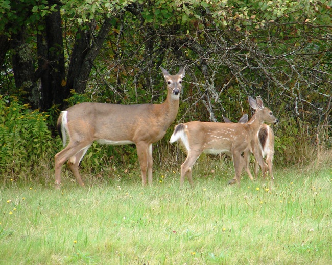 Odocoileus virginianus Odocoileus virginianus