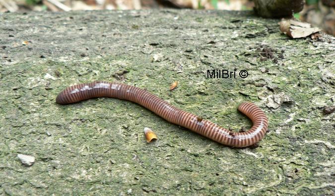 Eisenia lucens Eisenia lucens