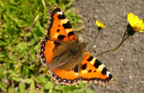Aglais urticae Aglais urticae