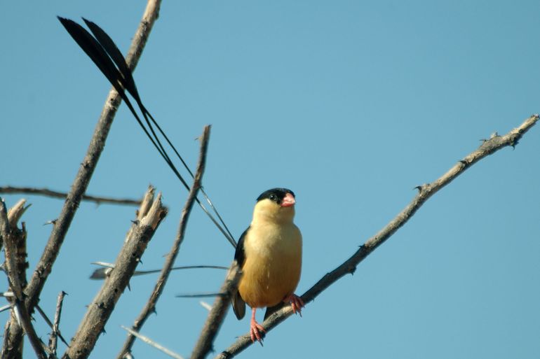 Vidua regia Vidua regia
