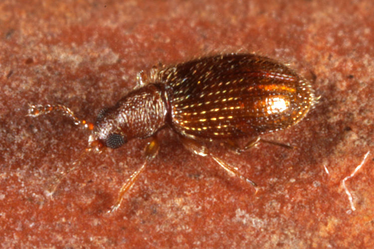 Melanophthalma sp. Melanophthalma sp.