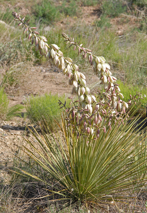 Yucca baileyi var. intermedia