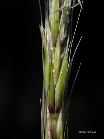 Elymus glaucus ssp. glaucus