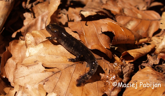 Salamandra salamandra salamandra Salamandra salamandra salamandra