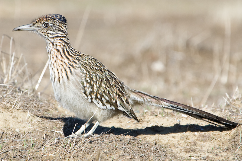 Geococcyx californianus Geococcyx californianus