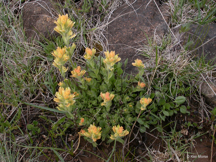 Castilleja hispida subsp. brevilobata image