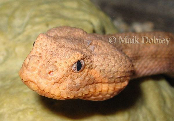 Bitis xeropaga Bitis xeropaga