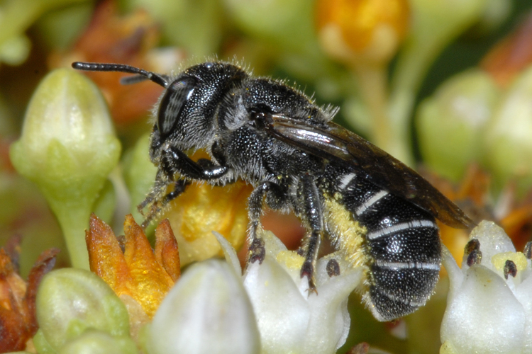 Heriades sp. Heriades sp.