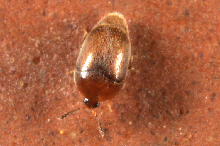 Sericoderus sp. Sericoderus sp.