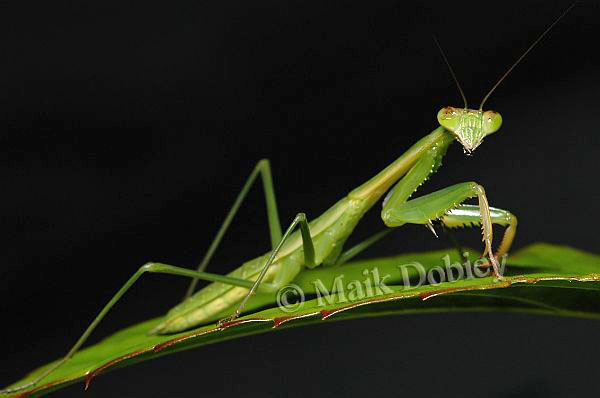 Miomantis mombasica Miomantis mombasica