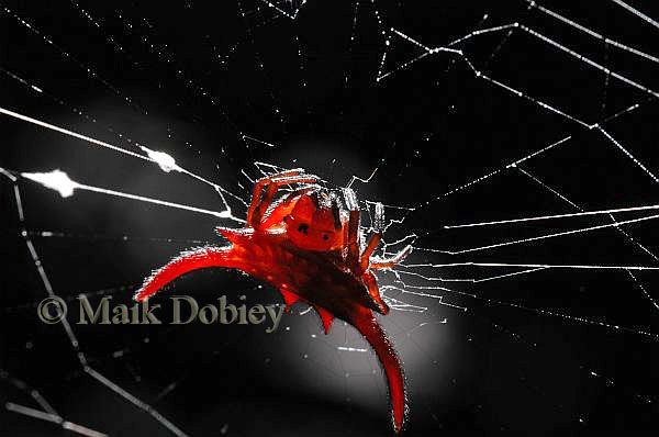 Gasteracantha falcicornis Gasteracantha falcicornis