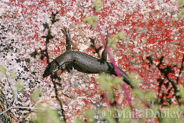 Trachylepis variegata Trachylepis variegata
