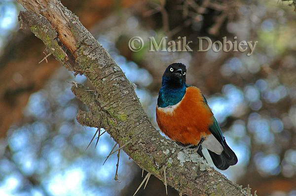 Lamprotornis superbus Lamprotornis superbus