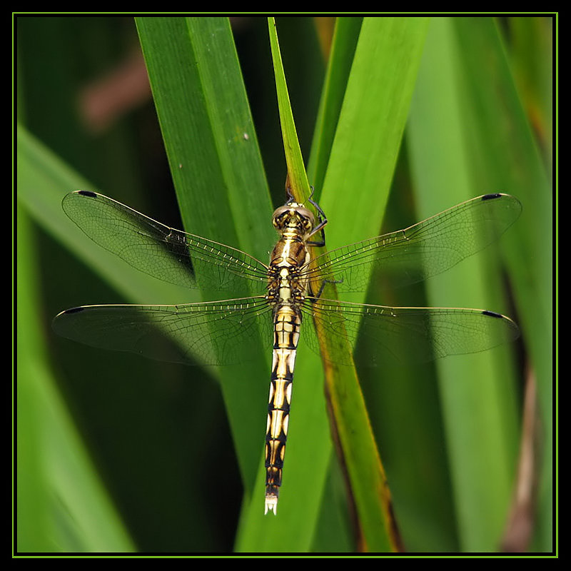 Orthetrum albistylum Orthetrum albistylum