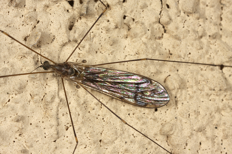 Limonia sp. Limonia sp.