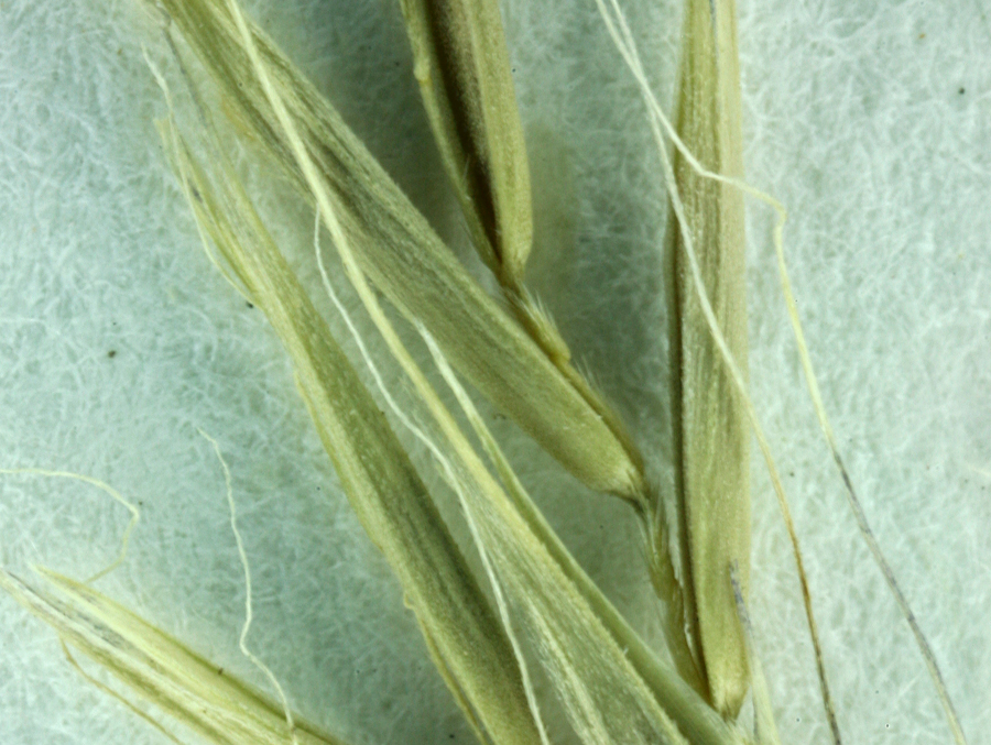 Festuca subuliflora