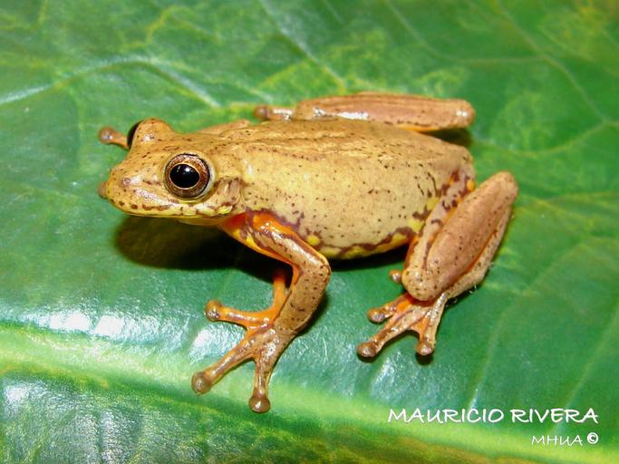 Dendropsophus bogerti Dendropsophus bogerti