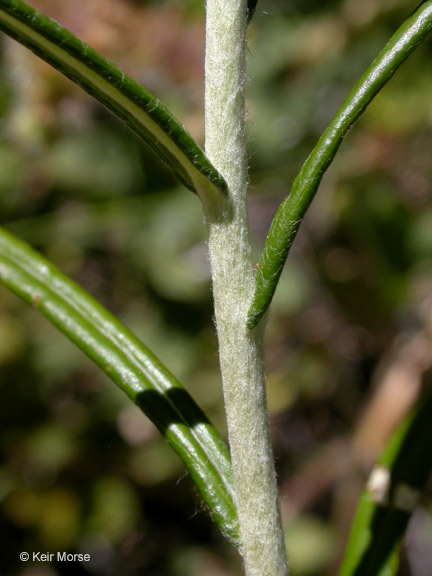 Anaphalis margaritacea