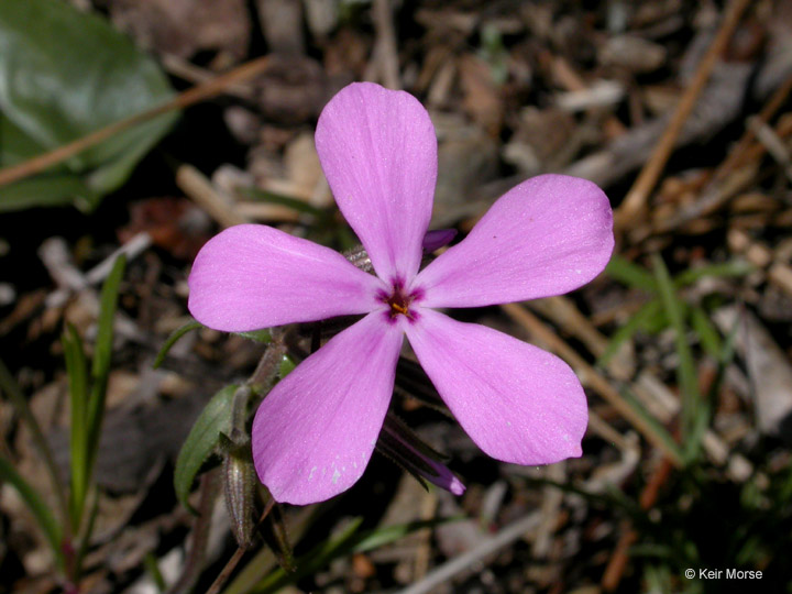 Phlox speciosa ssp. occidentalis