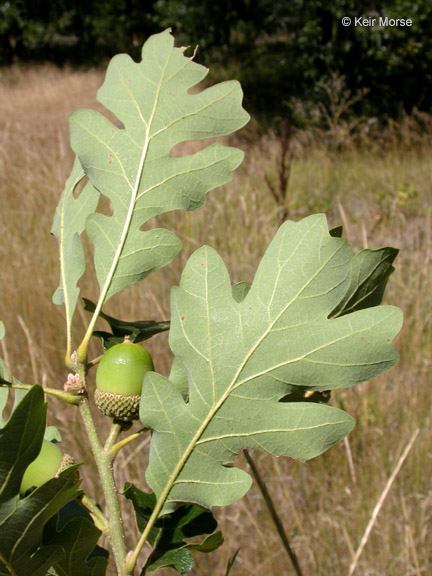 Quercus garryana var. garryana