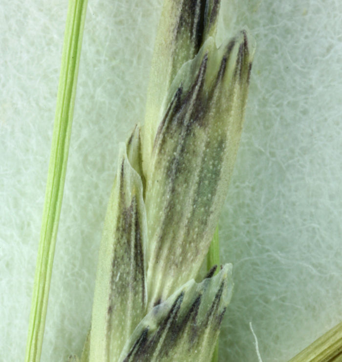 Glyceria ×occidentalis (Piper) J.C. Nelson