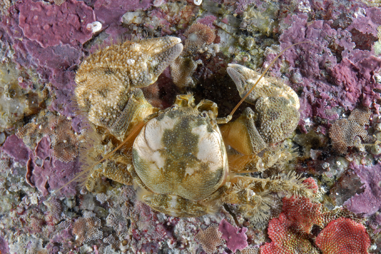Pachycheles rudis Pachycheles rudis