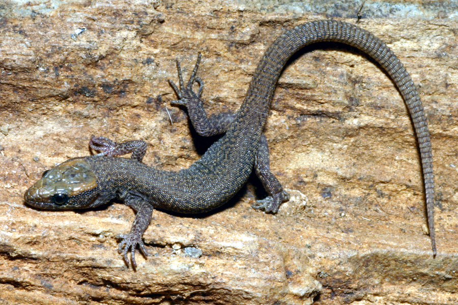 Xantusia sierrae Xantusia sierrae