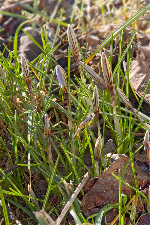 Crocus biflorus ssp. biflorus