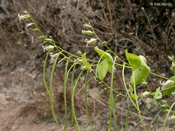 Streptanthus tortuosus