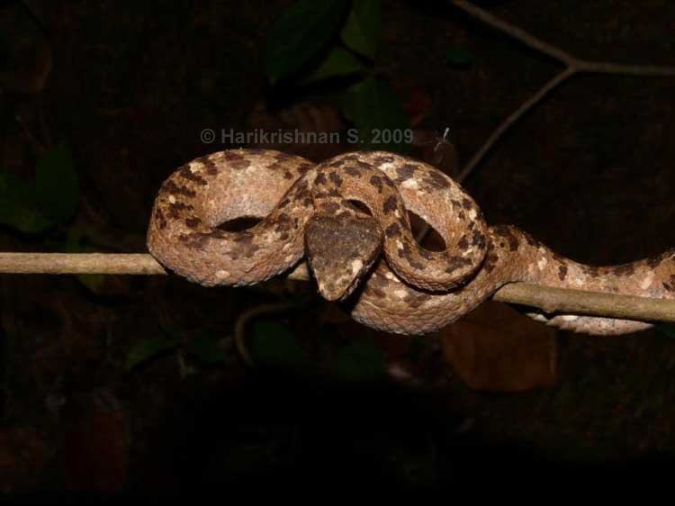 Trimeresurus labialis Trimeresurus labialis