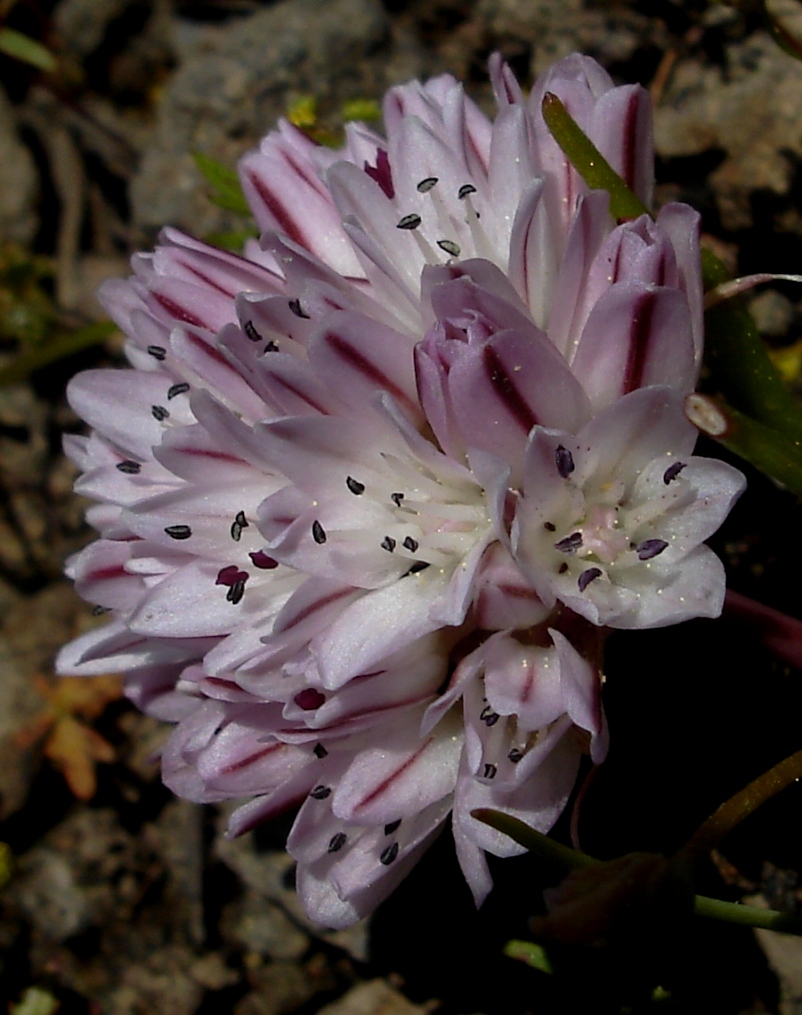 Allium obtusum var. conspicuum