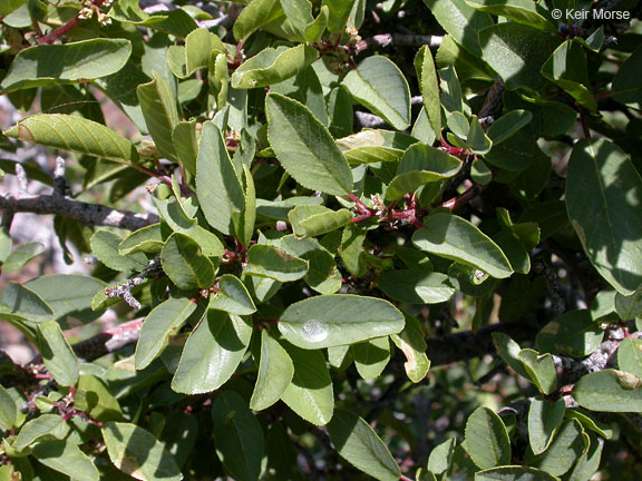 Rhamnus rubra subsp. rubra image